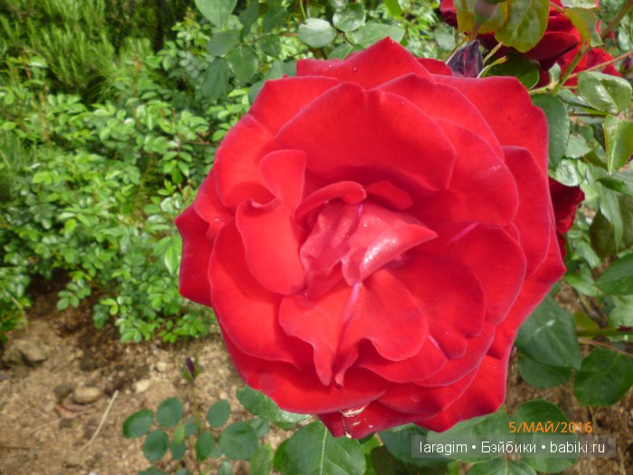 "В краю магнолий плещет море..." Дендрарий в Сочи. Верхняя и нижняя площадки