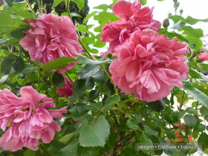 "В краю магнолий плещет море..." Дендрарий в Сочи. Верхняя и нижняя площадки