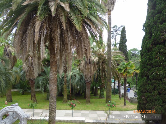 "В краю магнолий плещет море..." Дендрарий в Сочи. Верхняя площадка