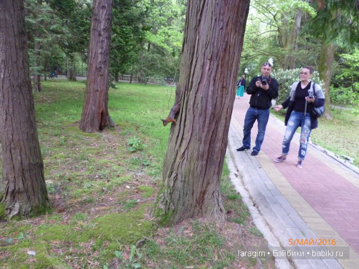 "В краю магнолий плещет море..." Дендрарий в Сочи. Верхняя и нижняя площадки