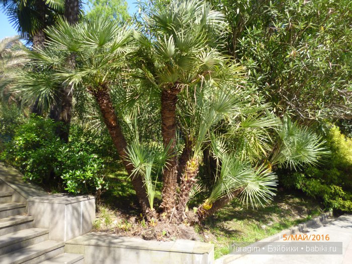 "В краю магнолий плещет море..." Дендрарий в Сочи. Верхняя площадка (фото 10)