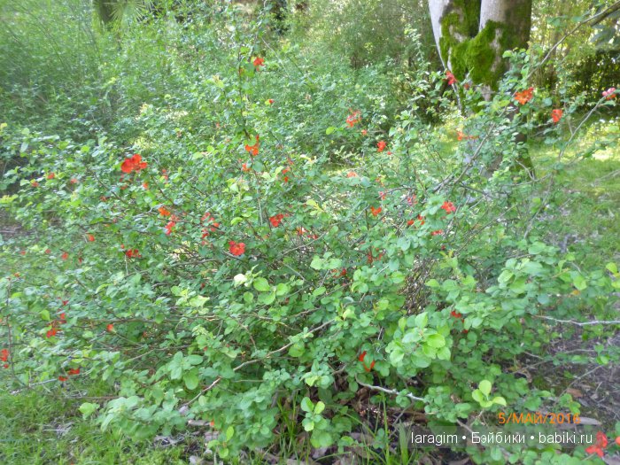 "В краю магнолий плещет море..." Дендрарий в Сочи. Верхняя площадка (фото 8)