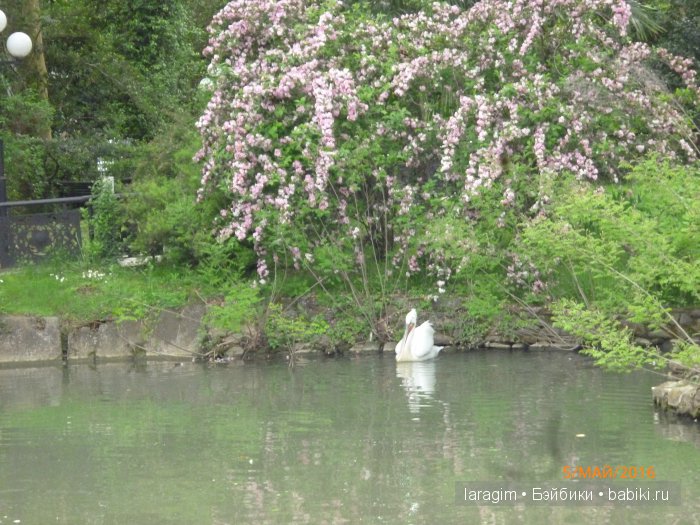 "В краю магнолий плещет море..." Дендрарий в Сочи. Верхняя и нижняя площадки