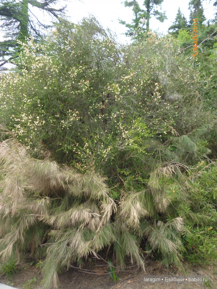 "В краю магнолий плещет море..." Дендрарий в Сочи. Верхняя и нижняя площадки (фото 5)