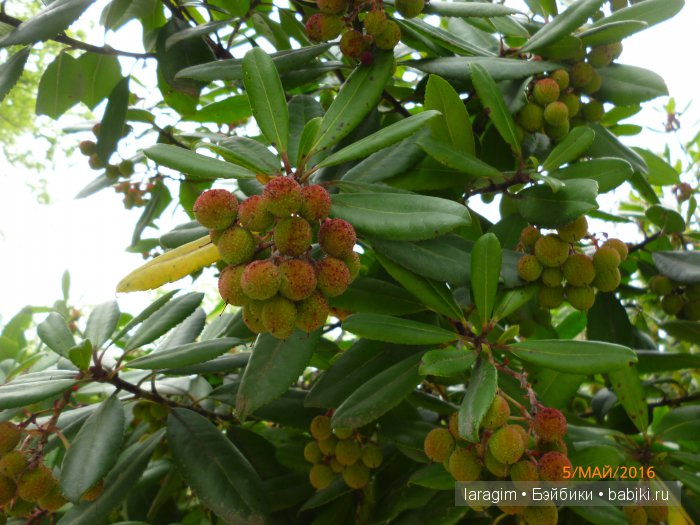 "В краю магнолий плещет море..." Дендрарий в Сочи. Верхняя и нижняя площадки