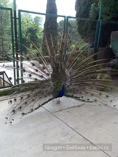 "В краю магнолий плещет море..." Дендрарий в Сочи. Верхняя и нижняя площадки