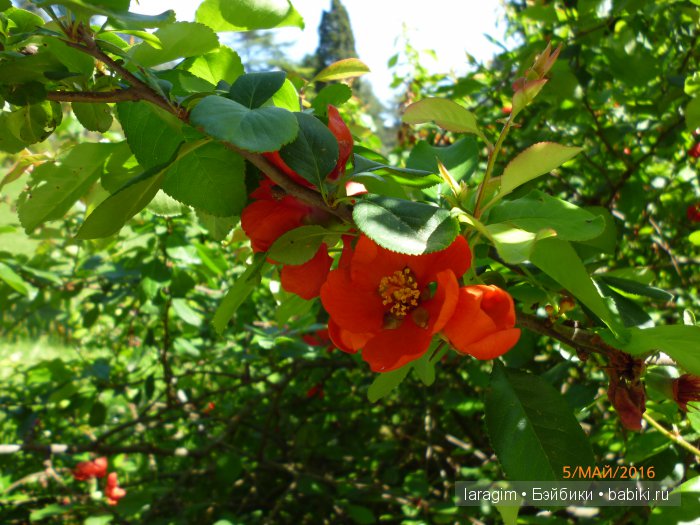 "В краю магнолий плещет море..." Дендрарий в Сочи. Верхняя площадка (фото 9)