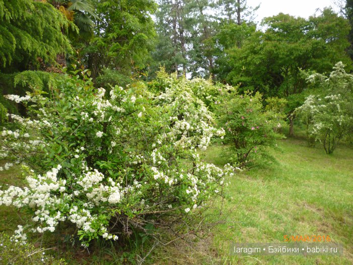 "В краю магнолий плещет море..." Дендрарий в Сочи. Верхняя площадка