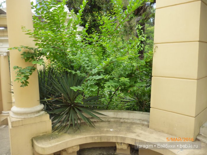 "В краю магнолий плещет море..." Дендрарий в Сочи. Верхняя и нижняя площадки