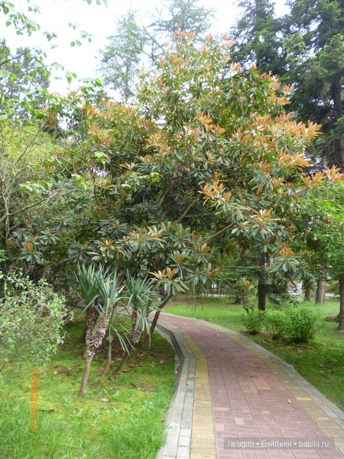 "В краю магнолий плещет море..." Дендрарий в Сочи. Верхняя площадка