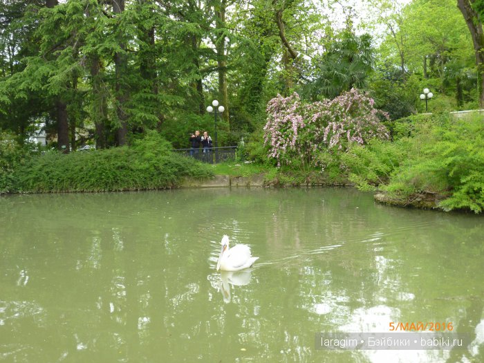 "В краю магнолий плещет море..." Дендрарий в Сочи. Верхняя и нижняя площадки