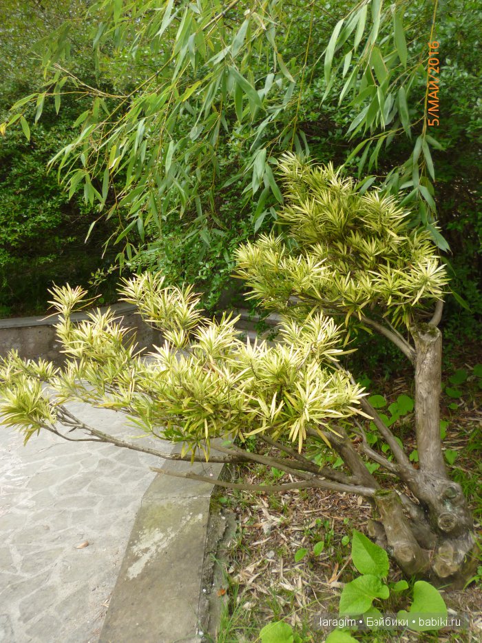 "В краю магнолий плещет море..." Дендрарий в Сочи. Верхняя и нижняя площадки (фото 4)