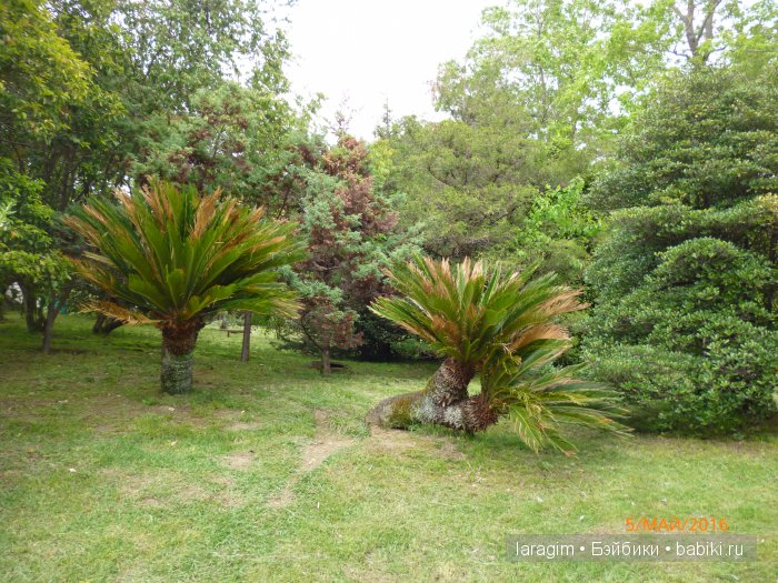 "В краю магнолий плещет море..." Дендрарий в Сочи. Верхняя площадка