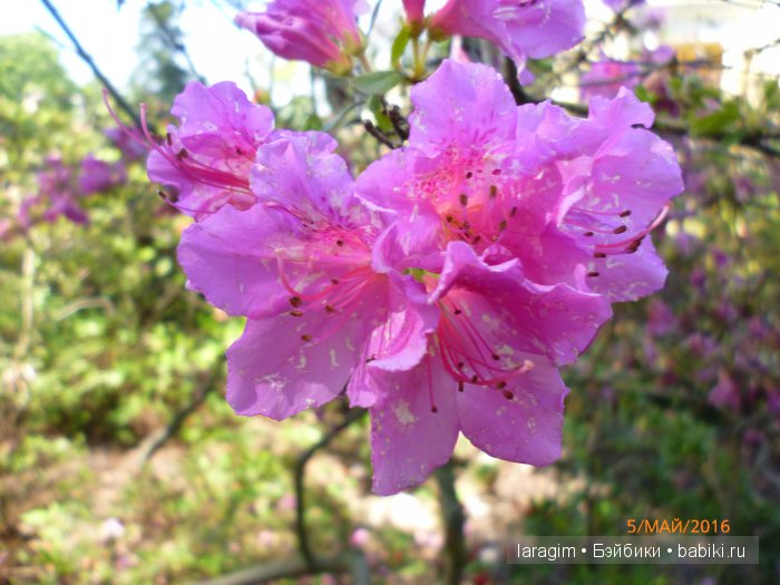 "В краю магнолий плещет море..." Дендрарий в Сочи. Верхняя площадка (фото 7)