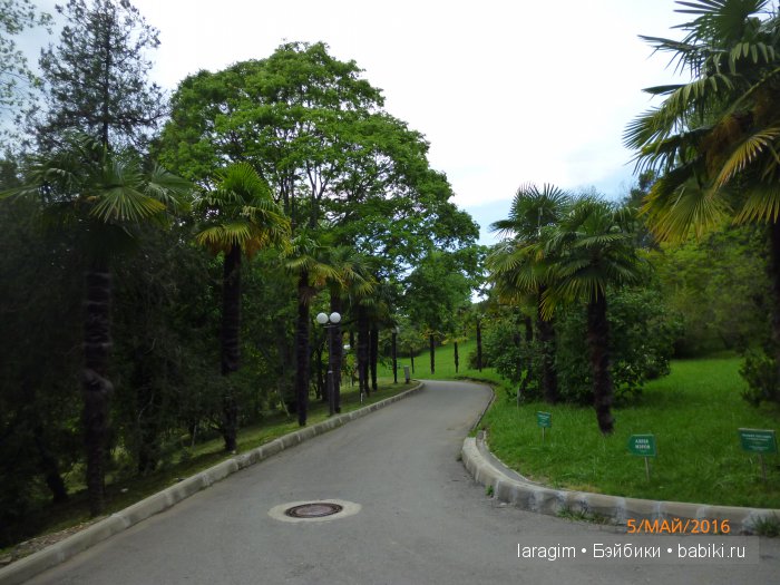 "В краю магнолий плещет море..." Дендрарий в Сочи. Верхняя площадка