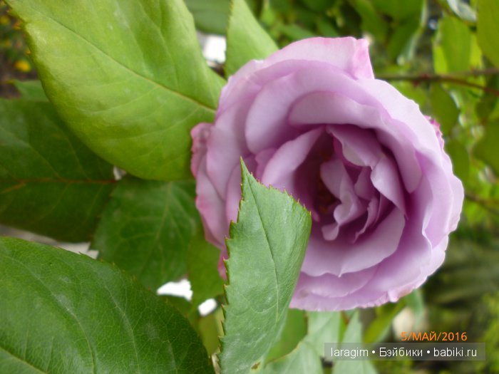 "В краю магнолий плещет море..." Дендрарий в Сочи. Верхняя и нижняя площадки