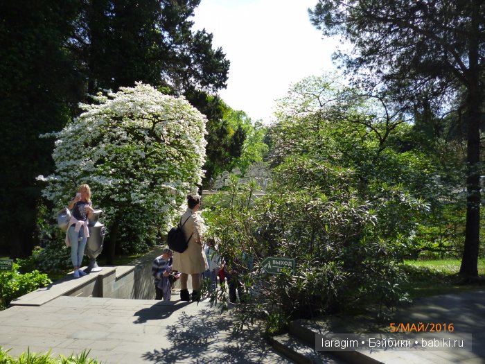 "В краю магнолий плещет море..." Дендрарий в Сочи. Верхняя площадка (фото 5)