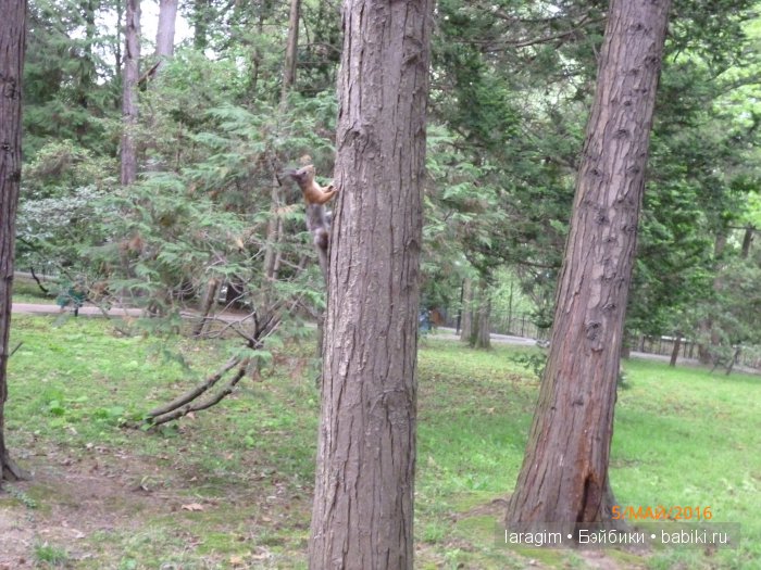 "В краю магнолий плещет море..." Дендрарий в Сочи. Верхняя и нижняя площадки