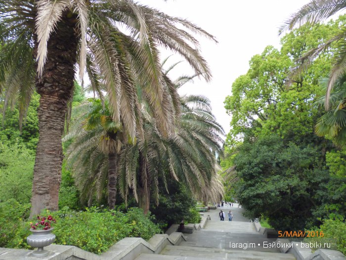 "В краю магнолий плещет море..." Дендрарий в Сочи. Верхняя площадка