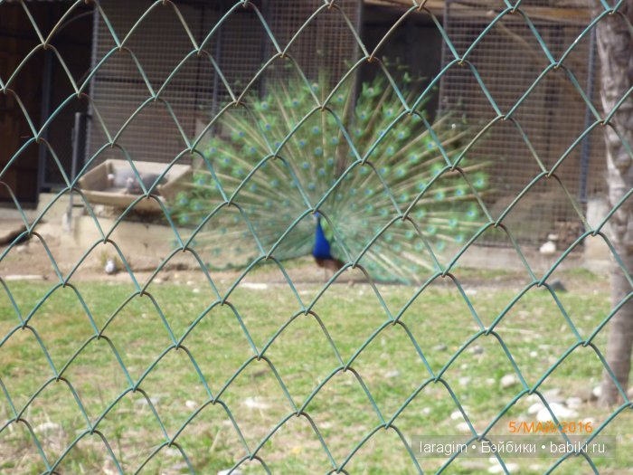 "В краю магнолий плещет море..." Дендрарий в Сочи. Верхняя и нижняя площадки
