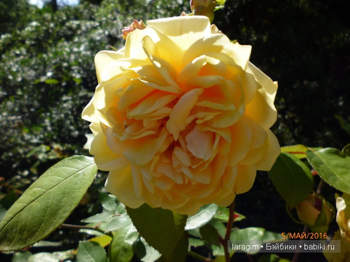 "В краю магнолий плещет море..." Дендрарий в Сочи. Верхняя и нижняя площадки