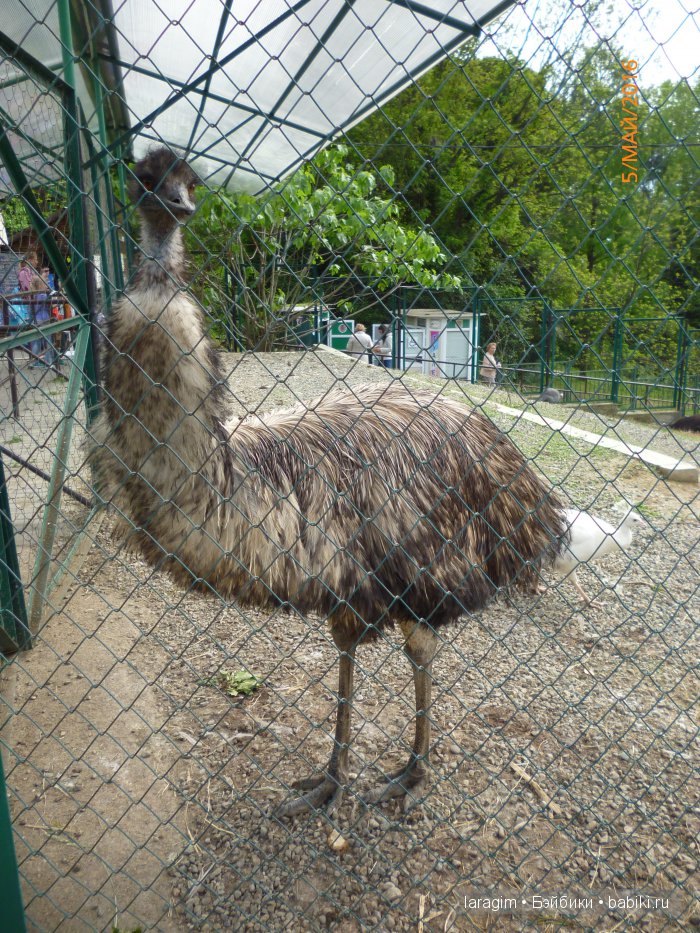 "В краю магнолий плещет море..." Дендрарий в Сочи. Верхняя и нижняя площадки