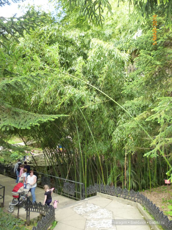 "В краю магнолий плещет море..." Дендрарий в Сочи. Верхняя и нижняя площадки