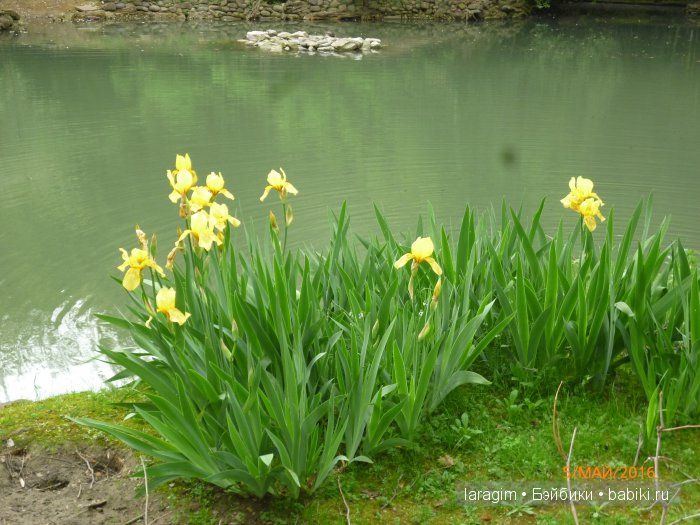 "В краю магнолий плещет море..." Дендрарий в Сочи. Верхняя и нижняя площадки