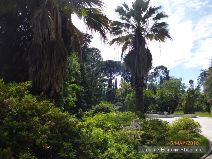 "В краю магнолий плещет море..." Дендрарий в Сочи. Верхняя площадка