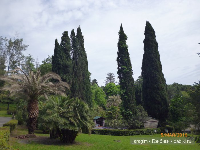 "В краю магнолий плещет море..." Дендрарий в Сочи. Верхняя площадка