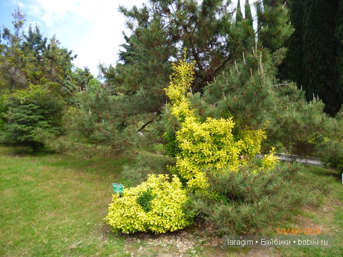 "В краю магнолий плещет море..." Дендрарий в Сочи. Верхняя площадка