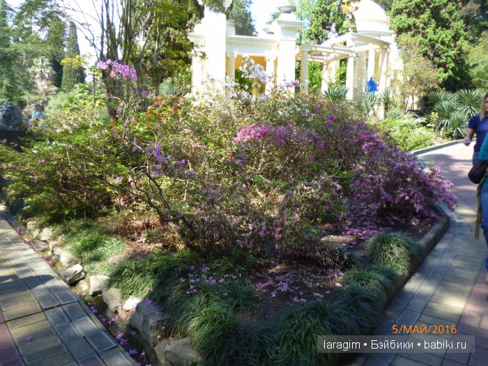 "В краю магнолий плещет море..." Дендрарий в Сочи. Верхняя площадка (фото 6)