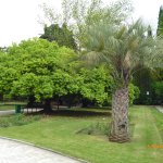 "В краю магнолий плещет море..." Дендрарий в Сочи. Верхняя и нижняя площадки.