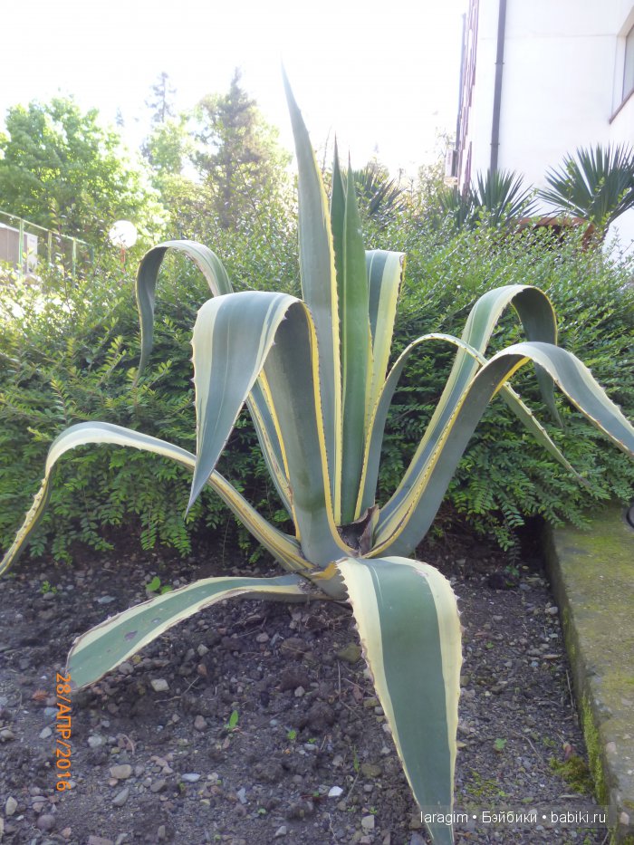 "В краю магнолий плещет море..." Город-сказка Сочи (фото 8)