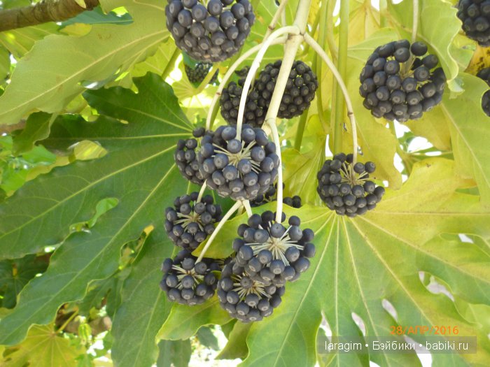 "В краю магнолий плещет море..." Город-сказка Сочи (фото 10)