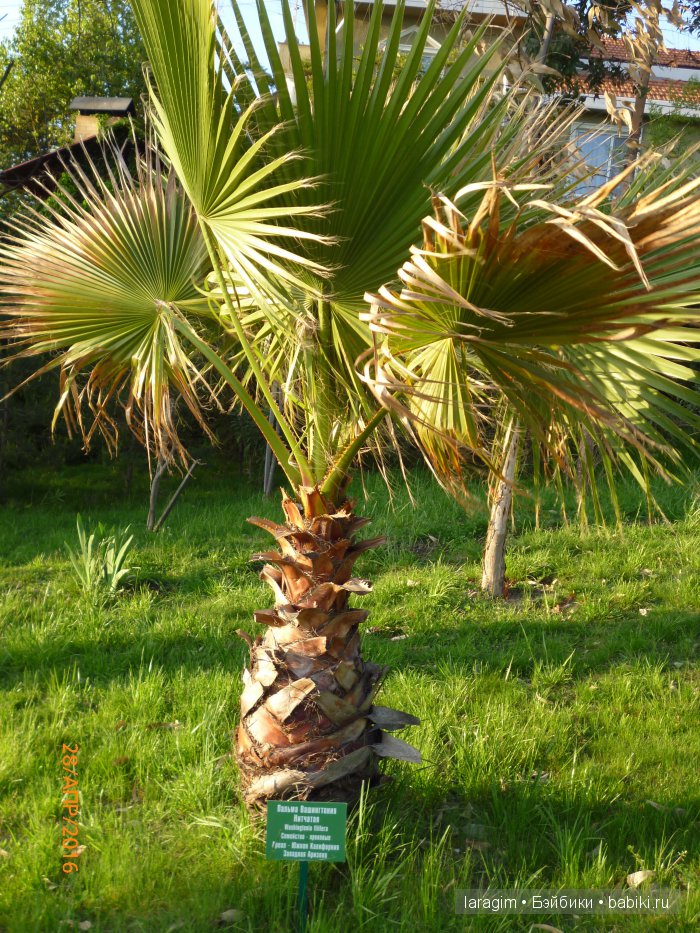 "В краю магнолий плещет море..." Город-сказка Сочи