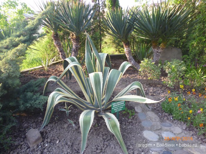 "В краю магнолий плещет море..." Город-сказка Сочи (фото 9)