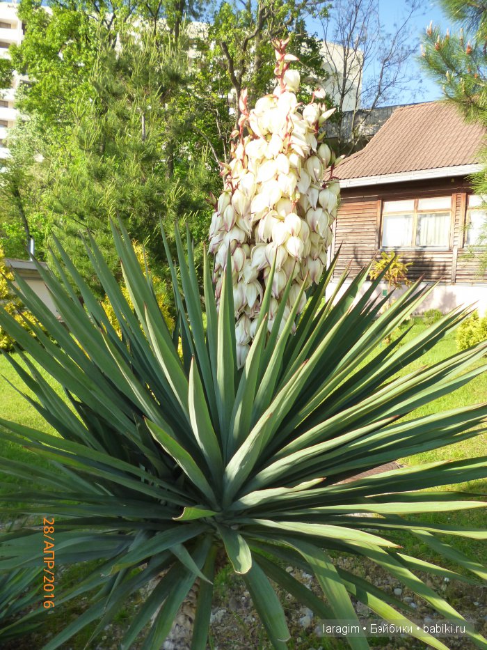 "В краю магнолий плещет море..." Город-сказка Сочи