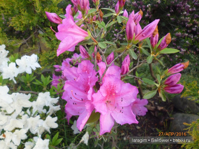 "В краю магнолий плещет море..." Город-сказка Сочи (фото 5)