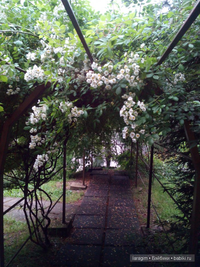 "В краю магнолий плещет море..." Город-сказка Сочи