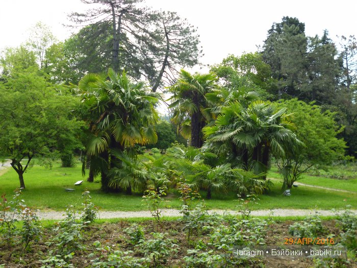 "В краю магнолий плещет море..." Город-сказка Сочи