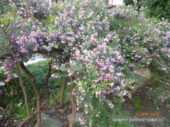 "В краю магнолий плещет море..." Город-сказка Сочи (фото 7)