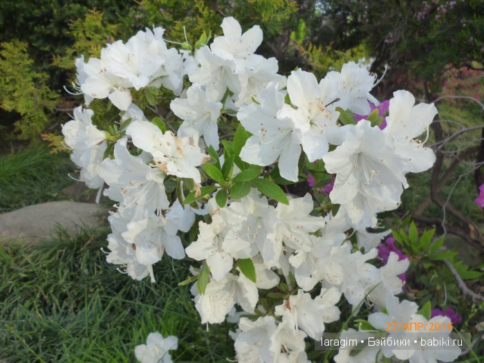 "В краю магнолий плещет море..." Город-сказка Сочи (фото 6)