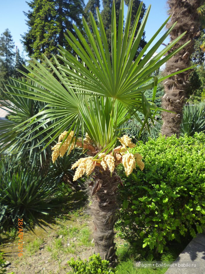 "В краю магнолий плещет море..." Город-сказка Сочи