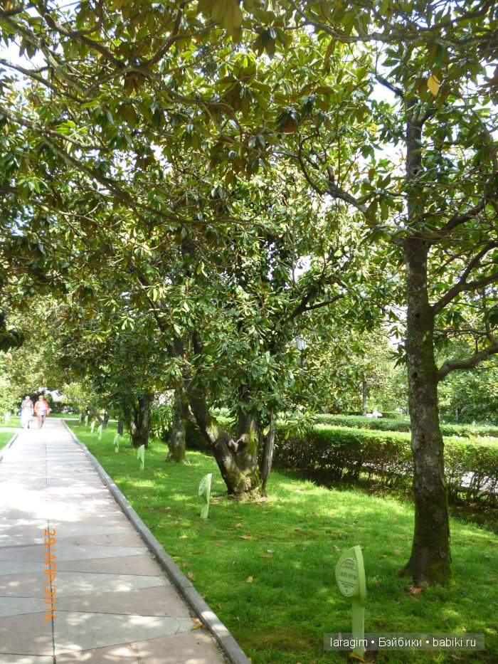 "В краю магнолий плещет море..." Город-сказка Сочи