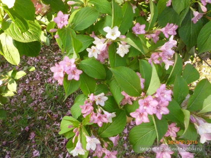 "В краю магнолий плещет море..." Город-сказка Сочи