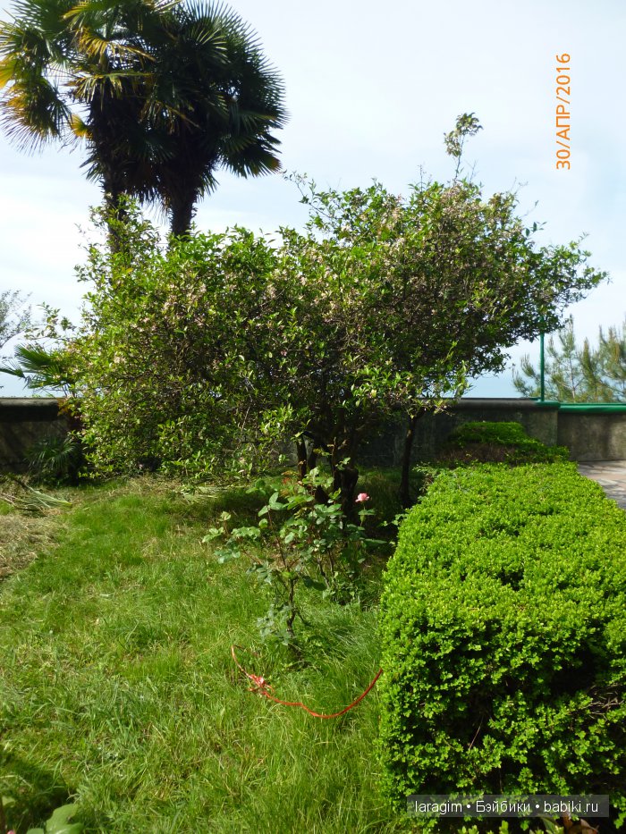 "Большое путешествие по маленькой стране" ... или Абхазия моими глазами (фото 7)