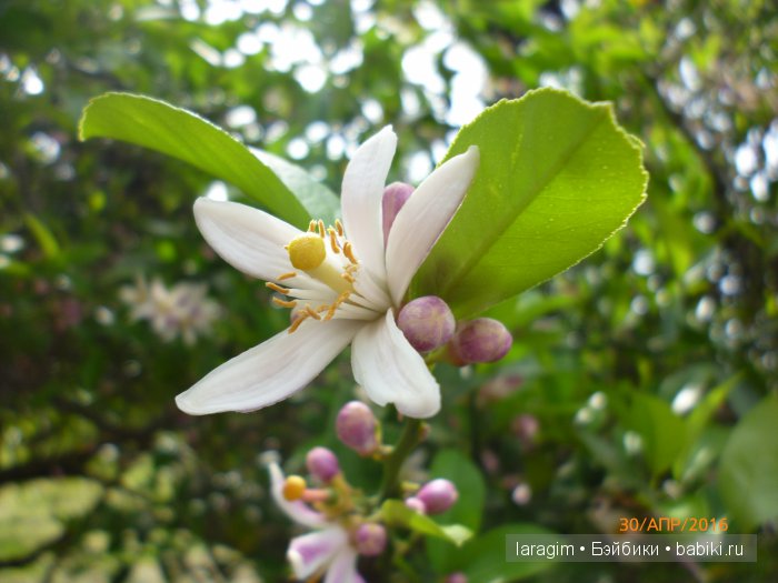 "Большое путешествие по маленькой стране" ... или Абхазия моими глазами (фото 8)