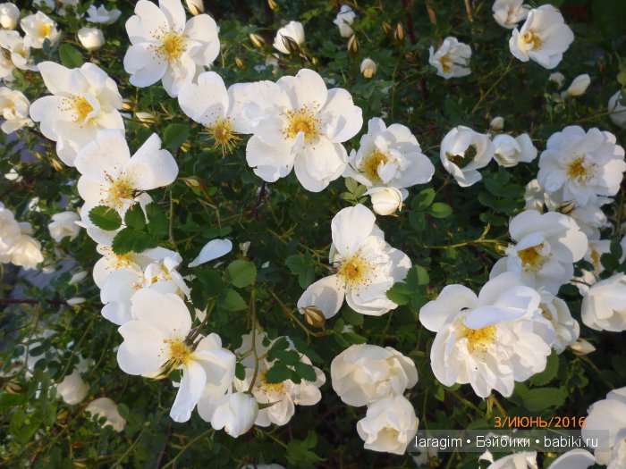 "Ожидая цветения роз..." или или одежда для Gotz своими руками