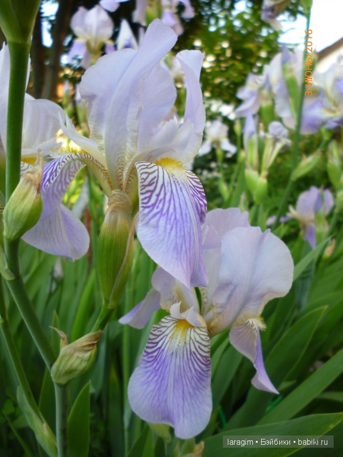 "Ожидая цветения роз..." или или одежда для Gotz своими руками (фото 8)